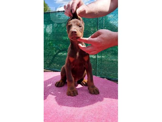 Πώληση κουτάβια Doberman